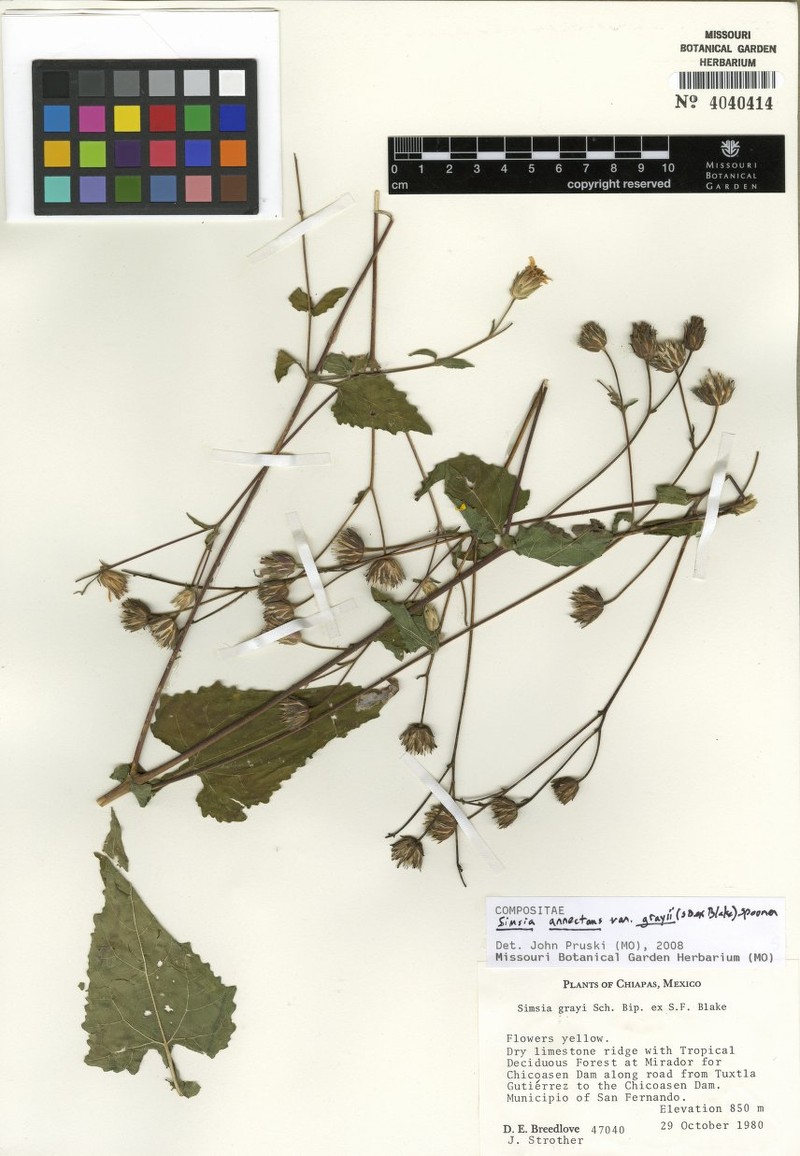 Simsia annectens var. grayi