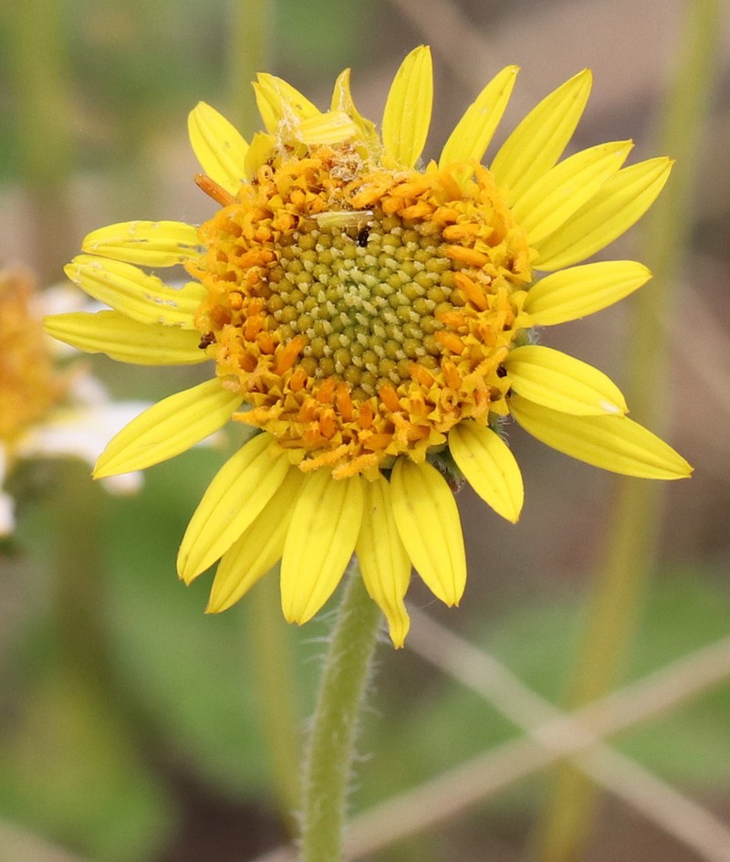 Awnless Bushsunflower photo 2
