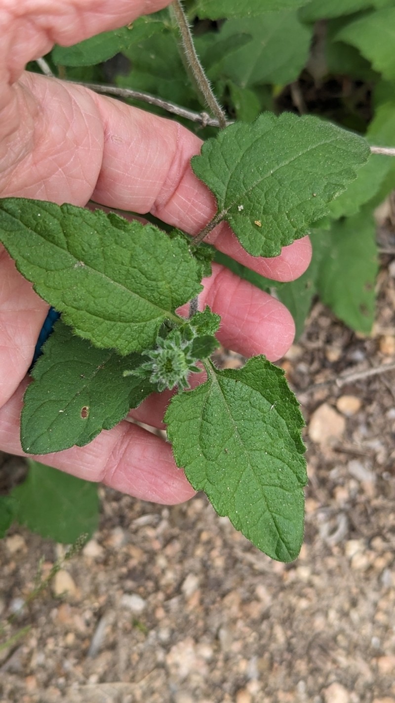 Awnless Bushsunflower photo 3