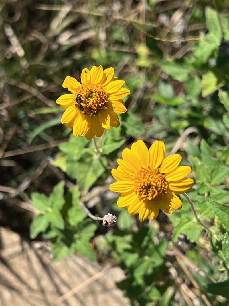 Awnless Bushsunflower photo 4