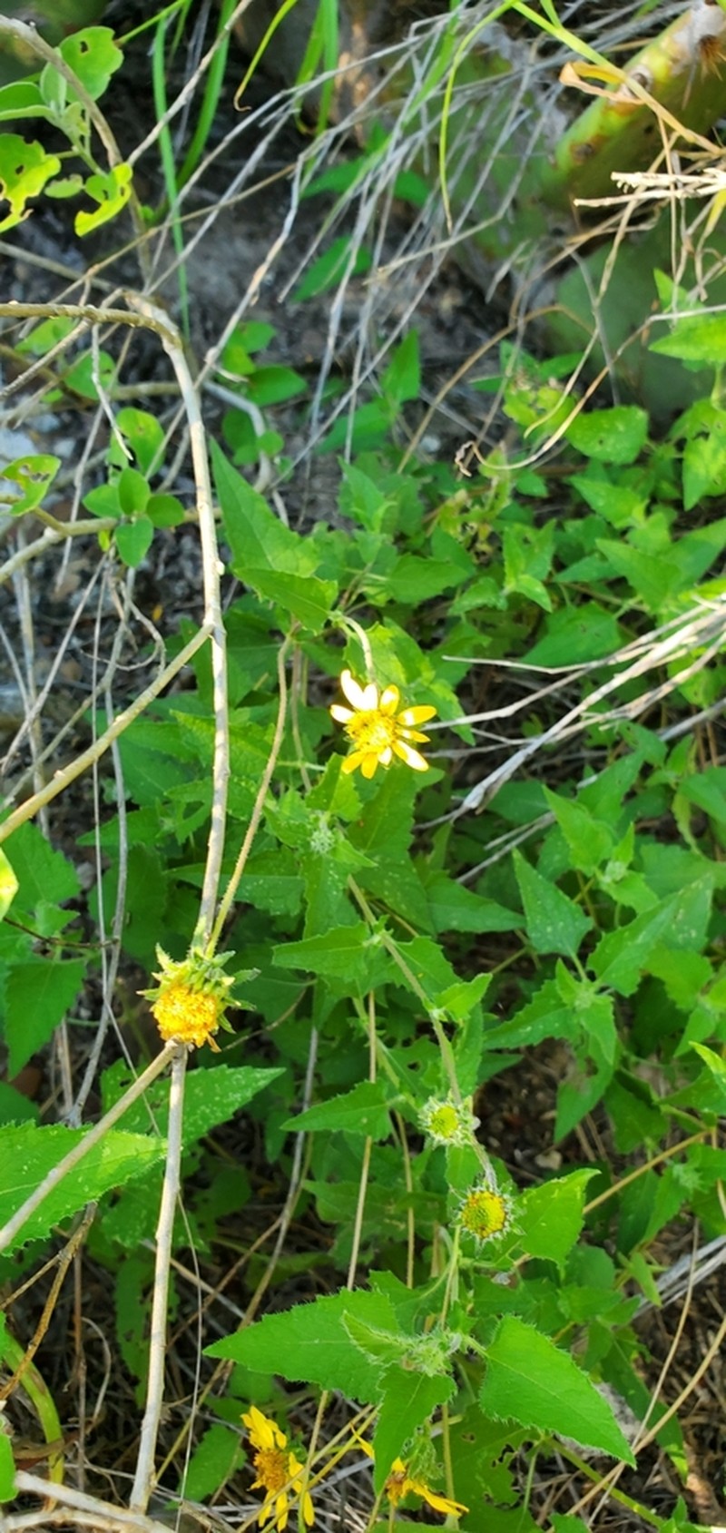 Awnless Bushsunflower photo 5