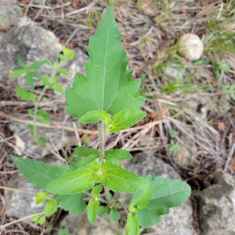 Awnless Bushsunflower photo 6