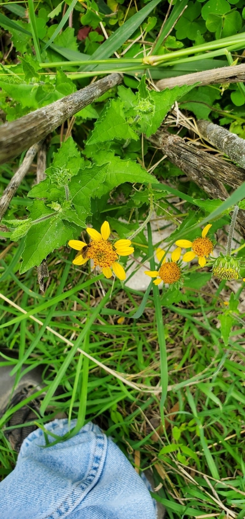 Awnless Bushsunflower photo 7