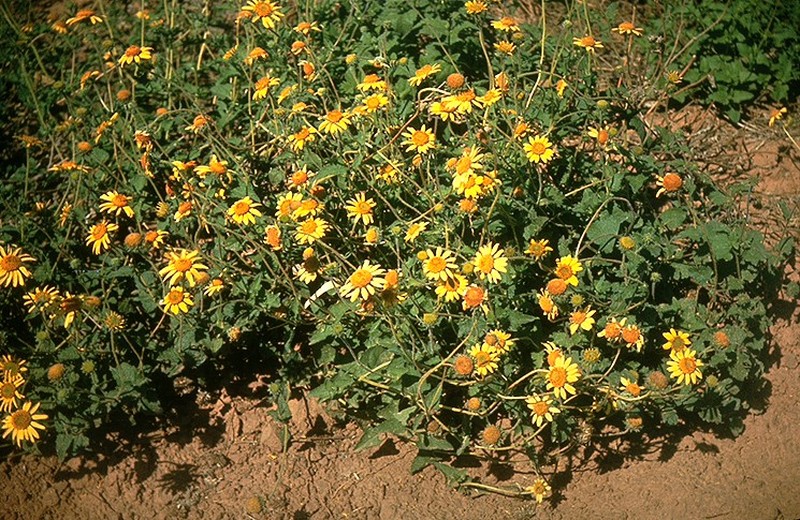 Awnless Bushsunflower