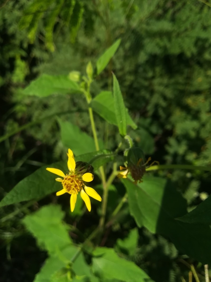 Simsia chaseae