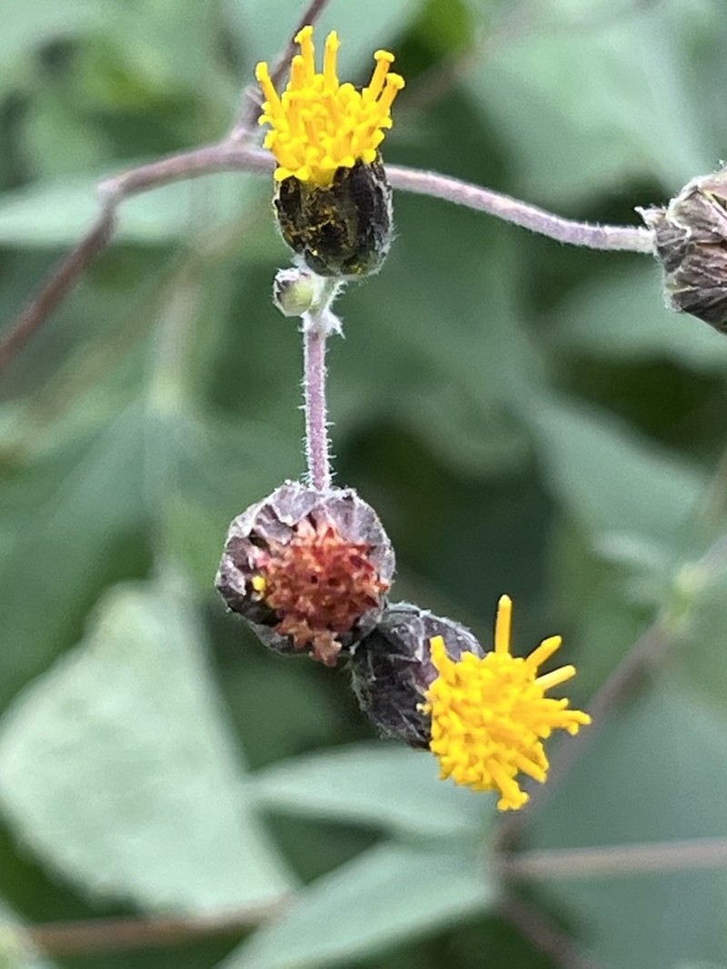 Simsia eurylepis