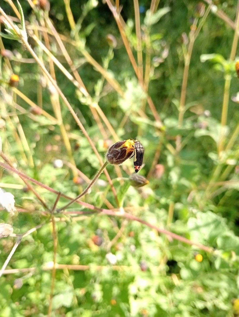 Simsia eurylepis photo 2