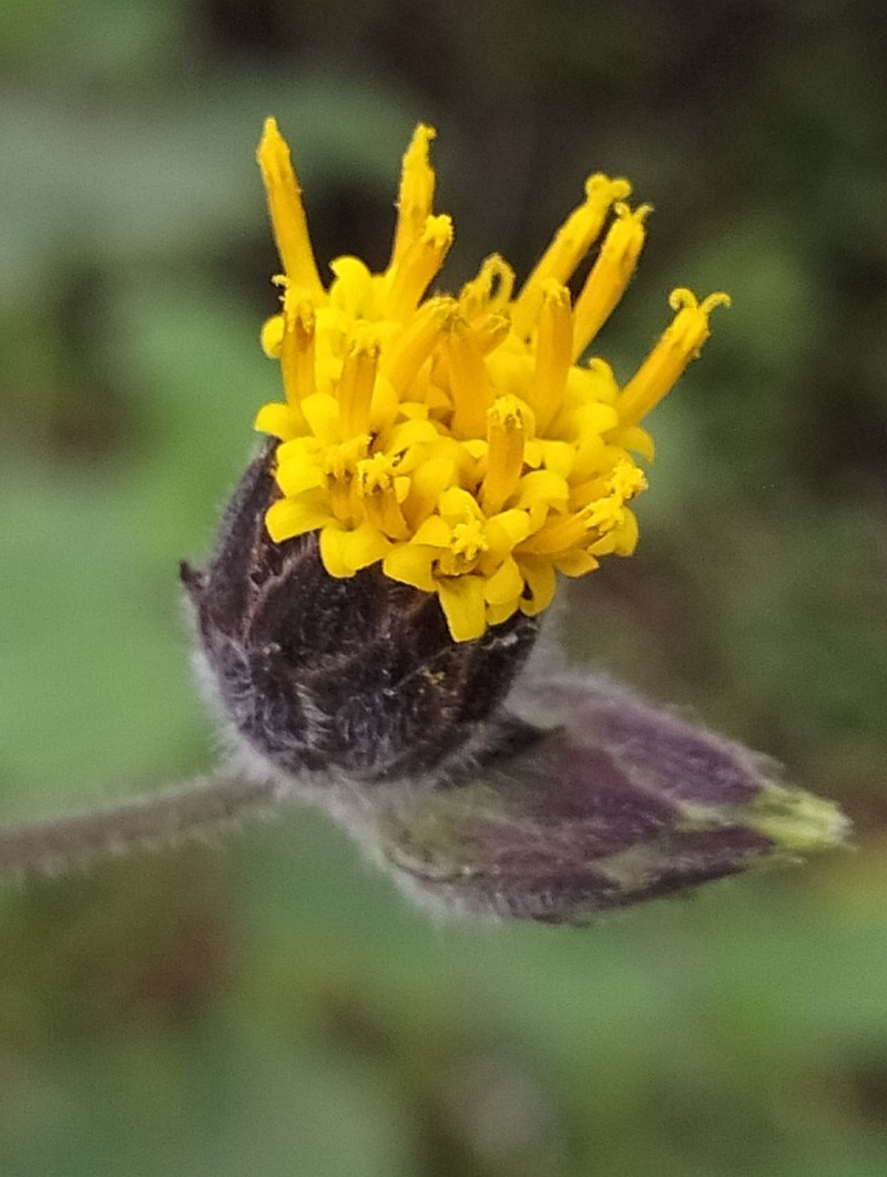 Simsia eurylepis photo 4