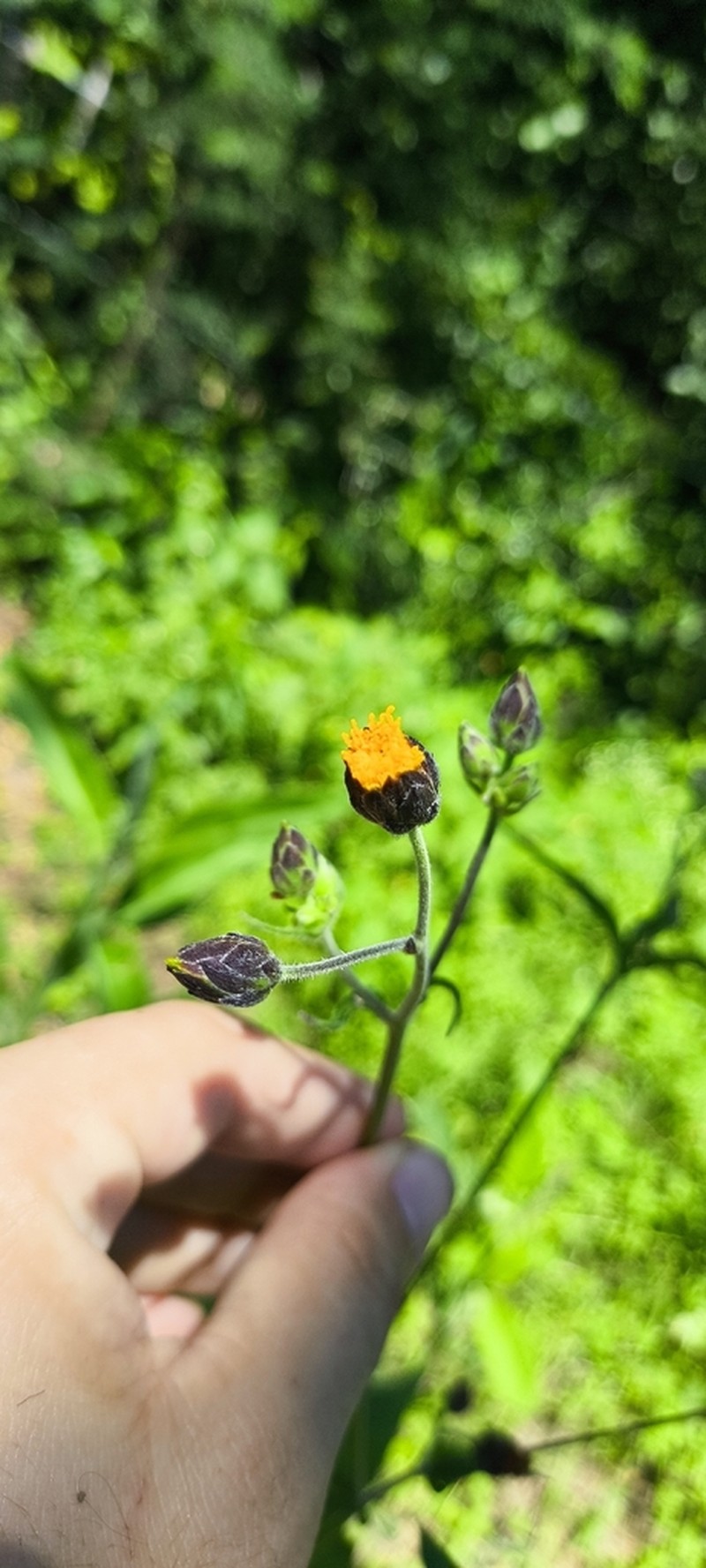 Simsia eurylepis photo 5