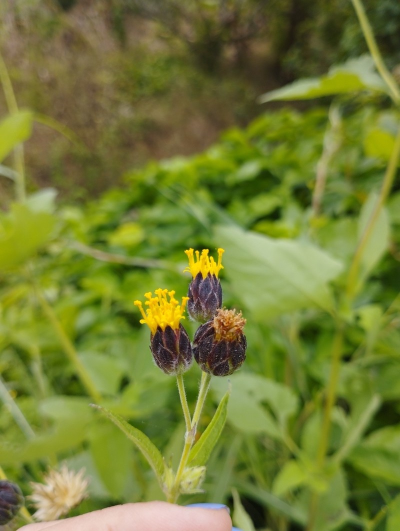Simsia eurylepis photo 6