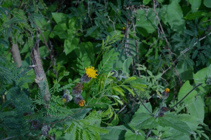 Simsia eurylepis photo 7