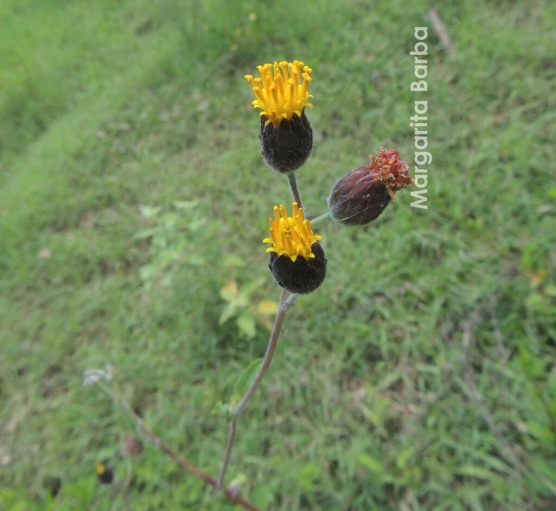 Simsia eurylepis photo 8