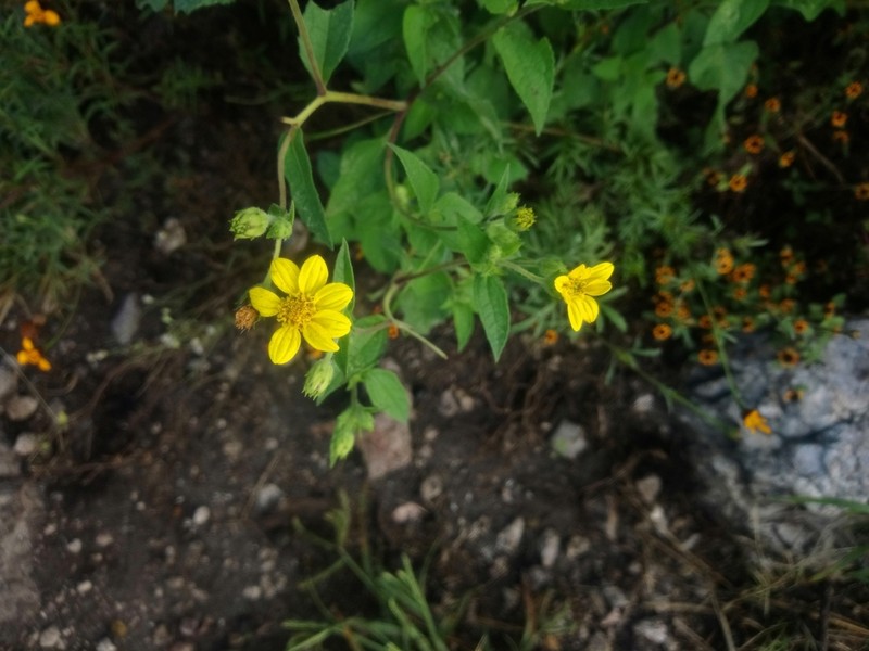 Simsia foetida