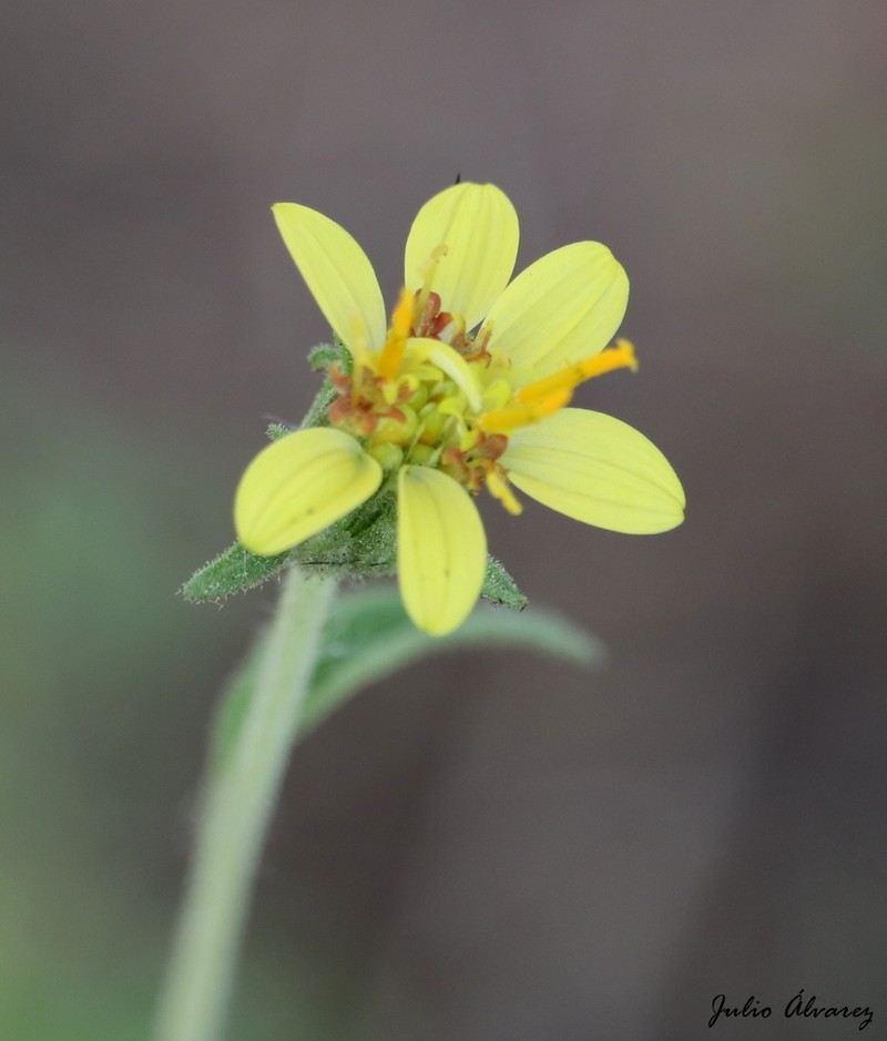 Simsia foetida photo 2