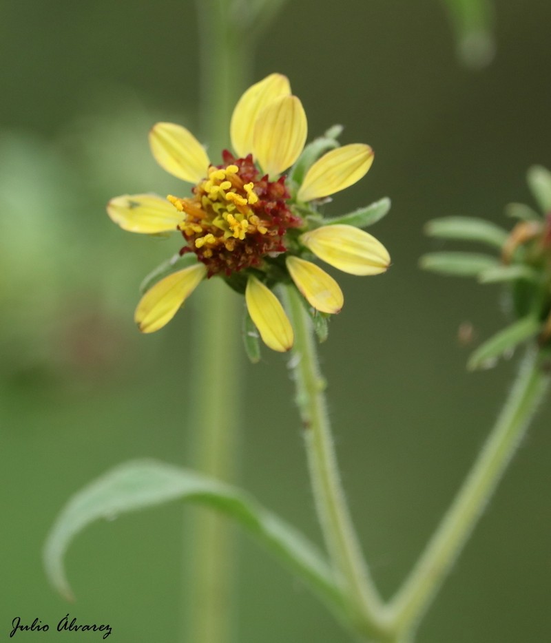Simsia foetida photo 3