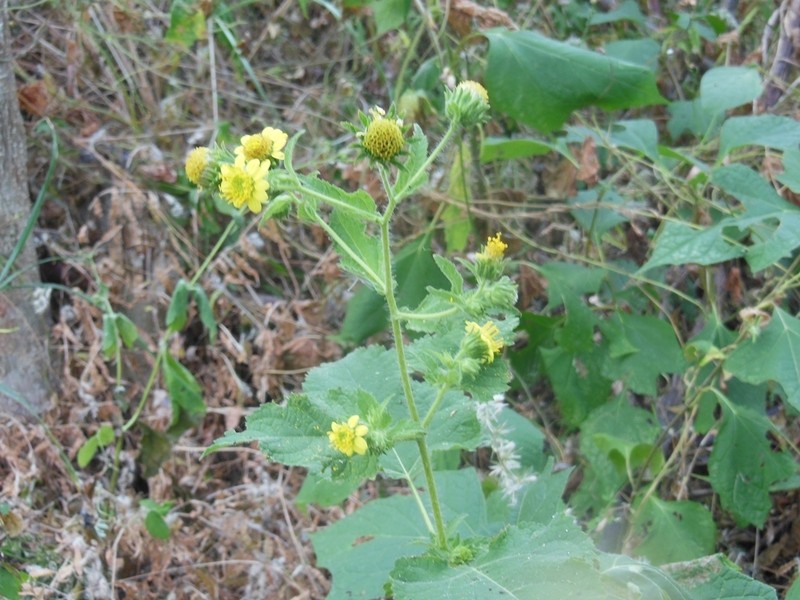 Simsia foetida photo 4