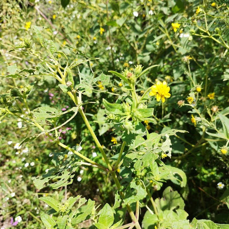 Simsia foetida photo 5