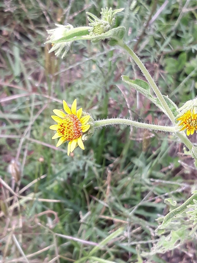 Simsia foetida photo 6