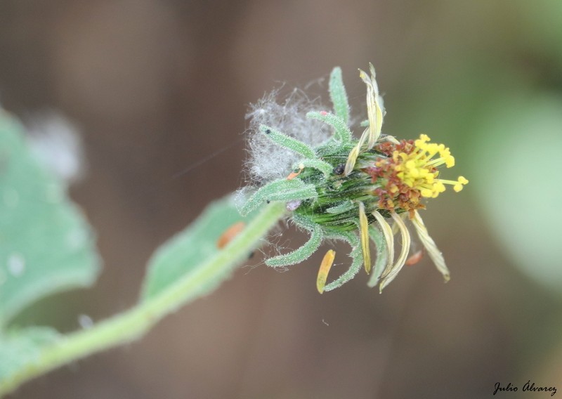 Simsia foetida photo 7
