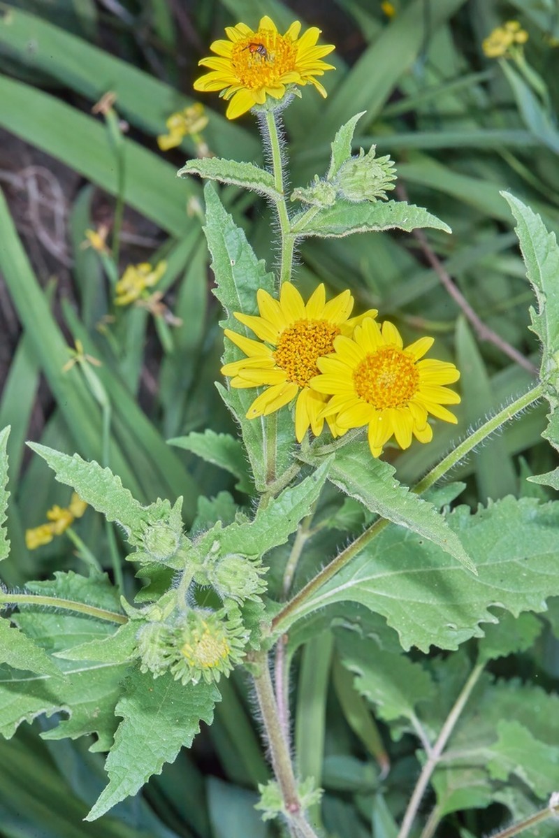 Simsia foetida photo 8