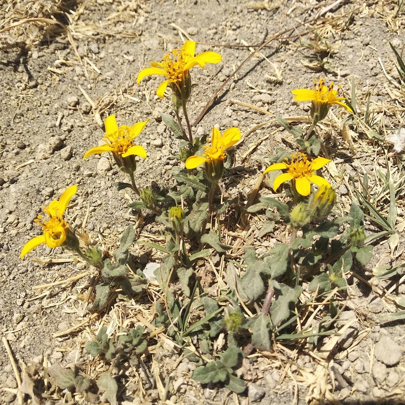 Simsia foetida var. foetida