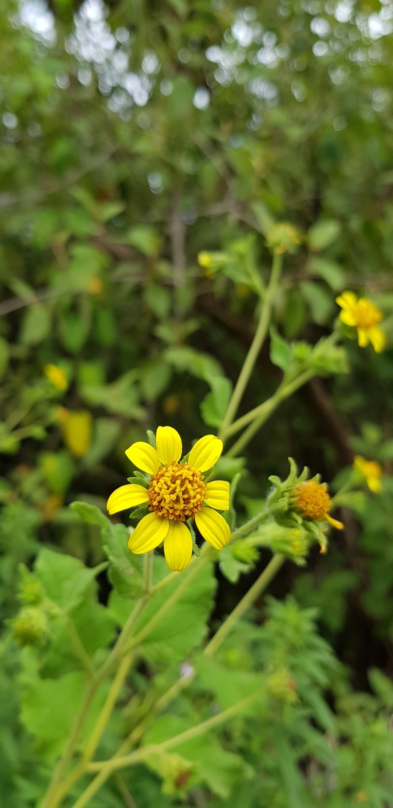 Simsia foetida var. foetida photo 2