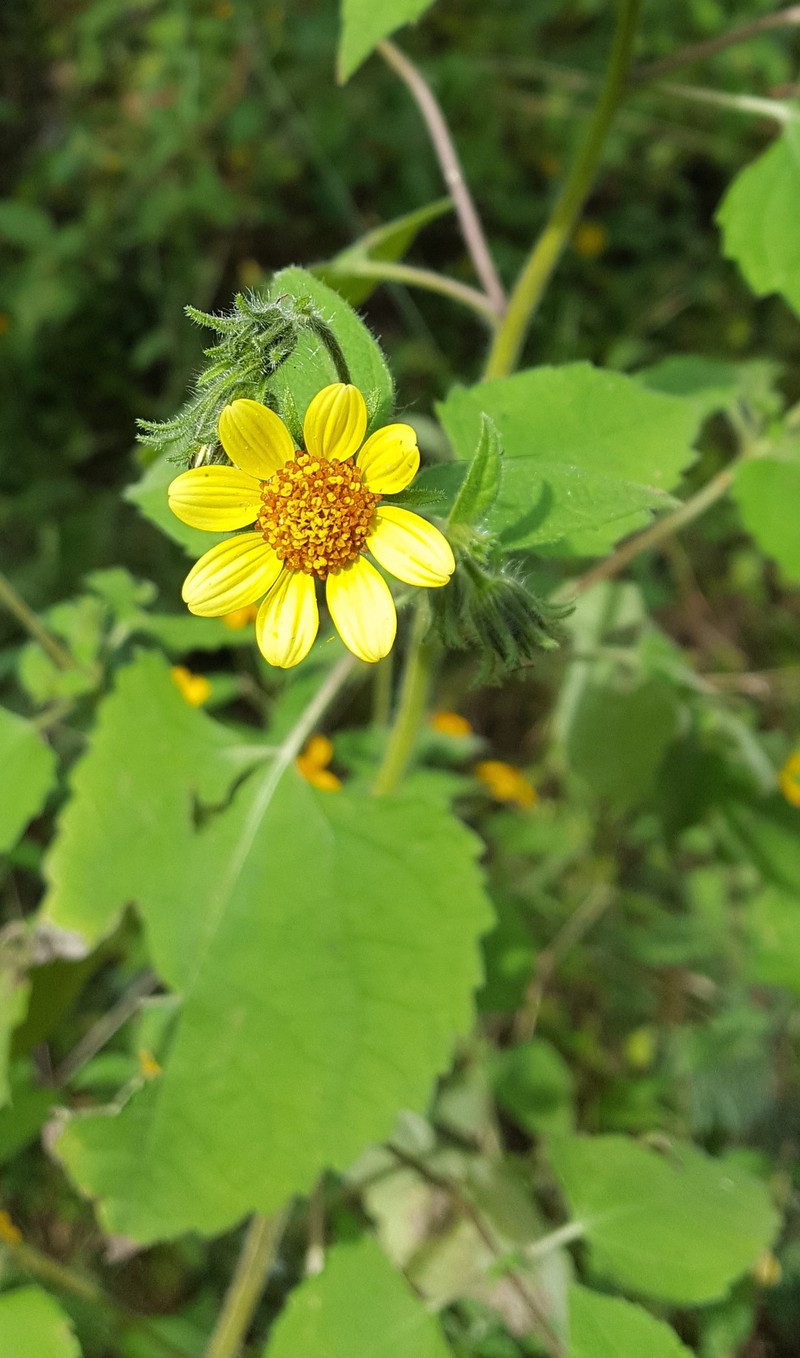 Simsia foetida var. foetida photo 3