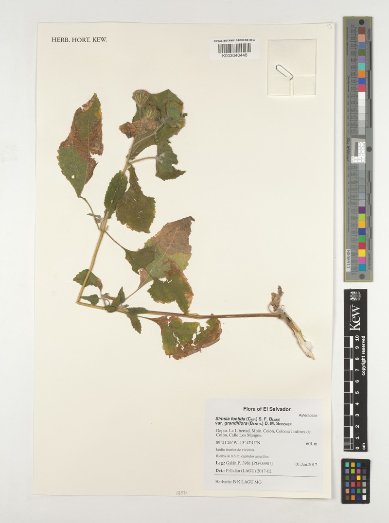 Simsia foetida var. grandiflora photo 2