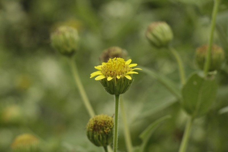Simsia foetida var. megacephala