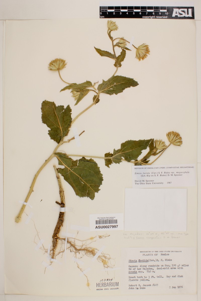 Simsia foetida var. megacephala photo 2
