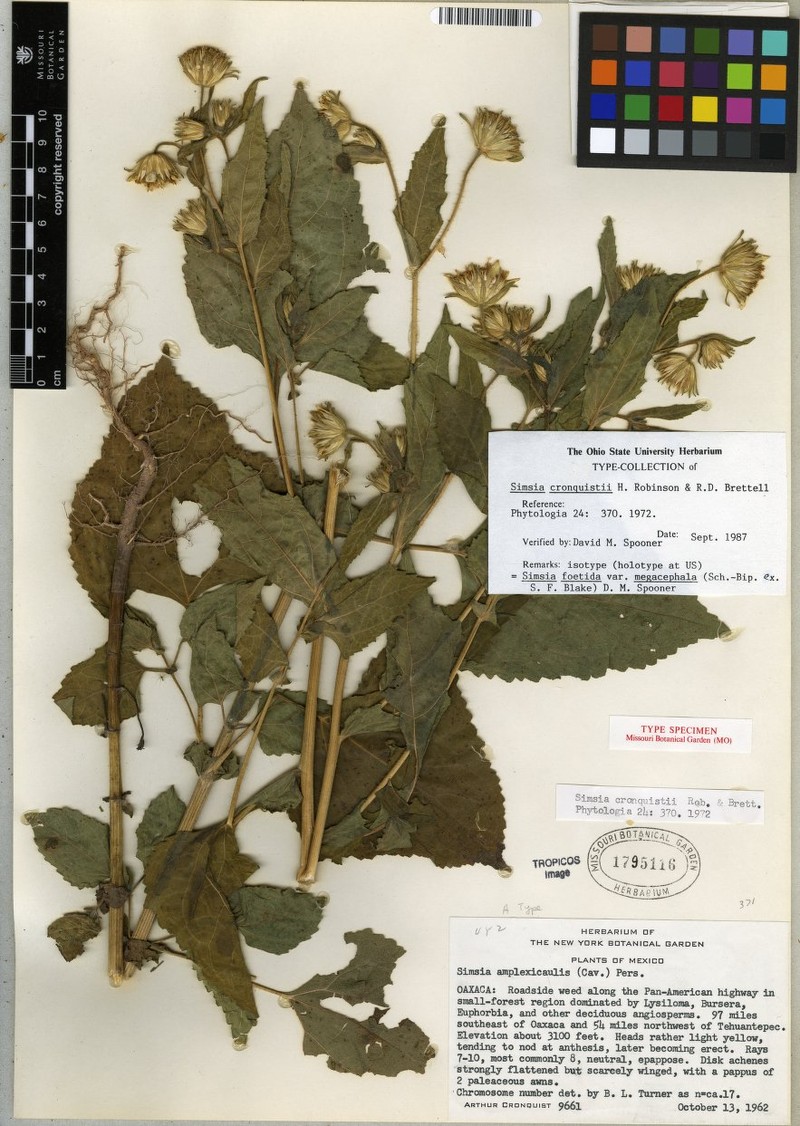 Simsia foetida var. megacephala photo 3