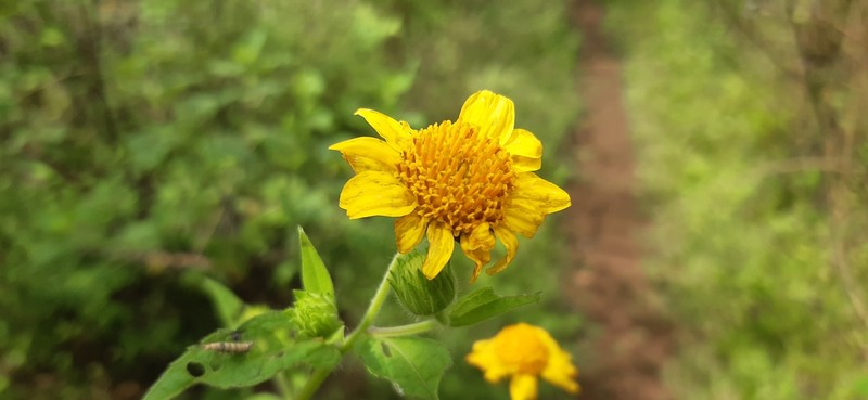 Simsia foetida var. panamensis