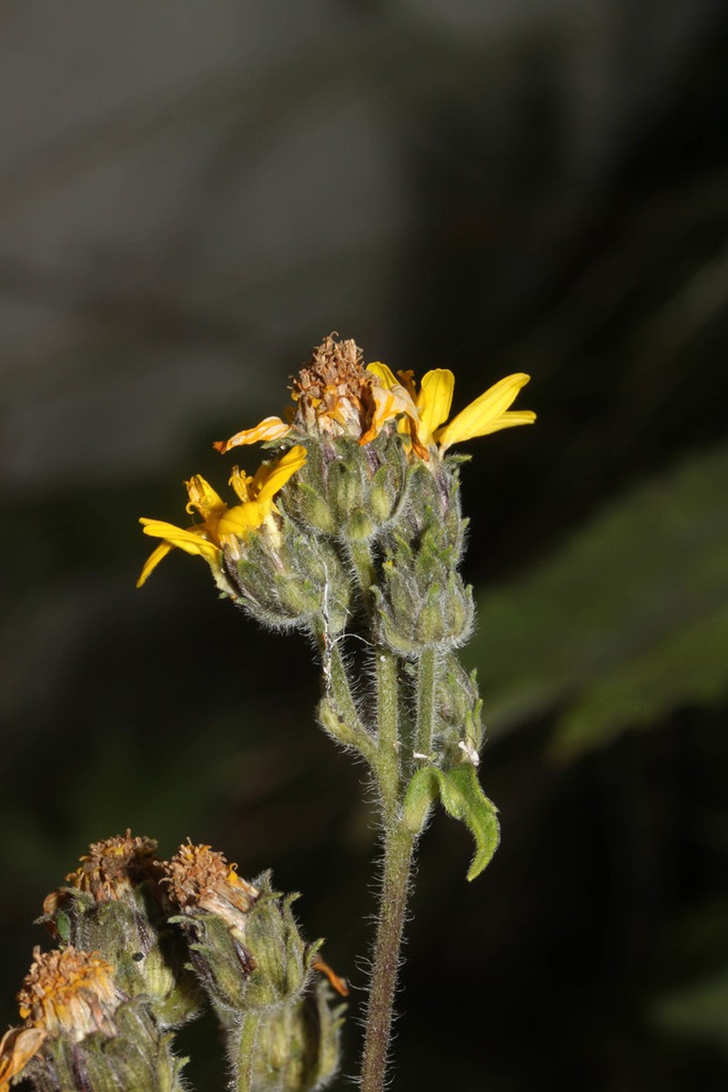 Simsia fruticulosa