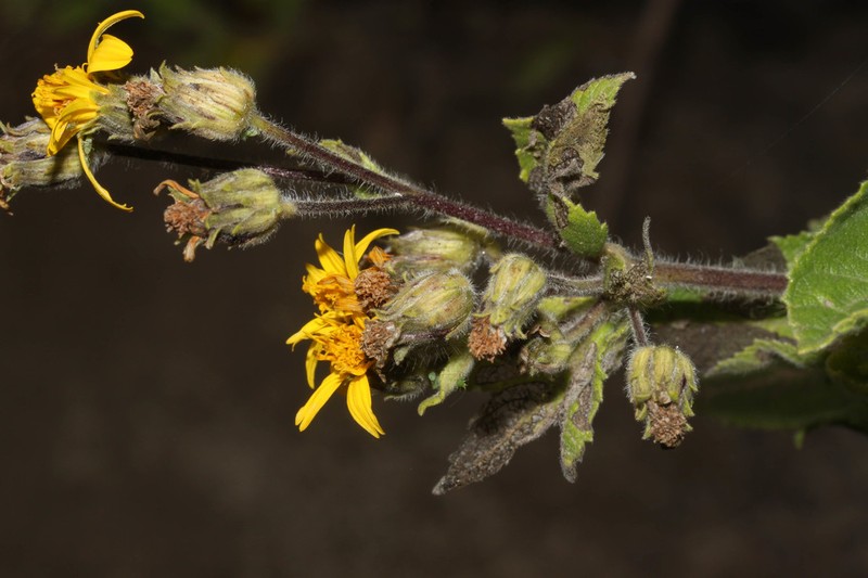 Simsia fruticulosa photo 2