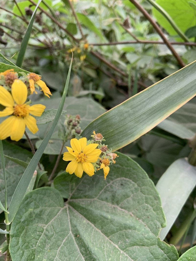 Simsia fruticulosa photo 3