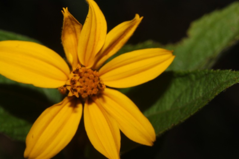 Simsia fruticulosa photo 4