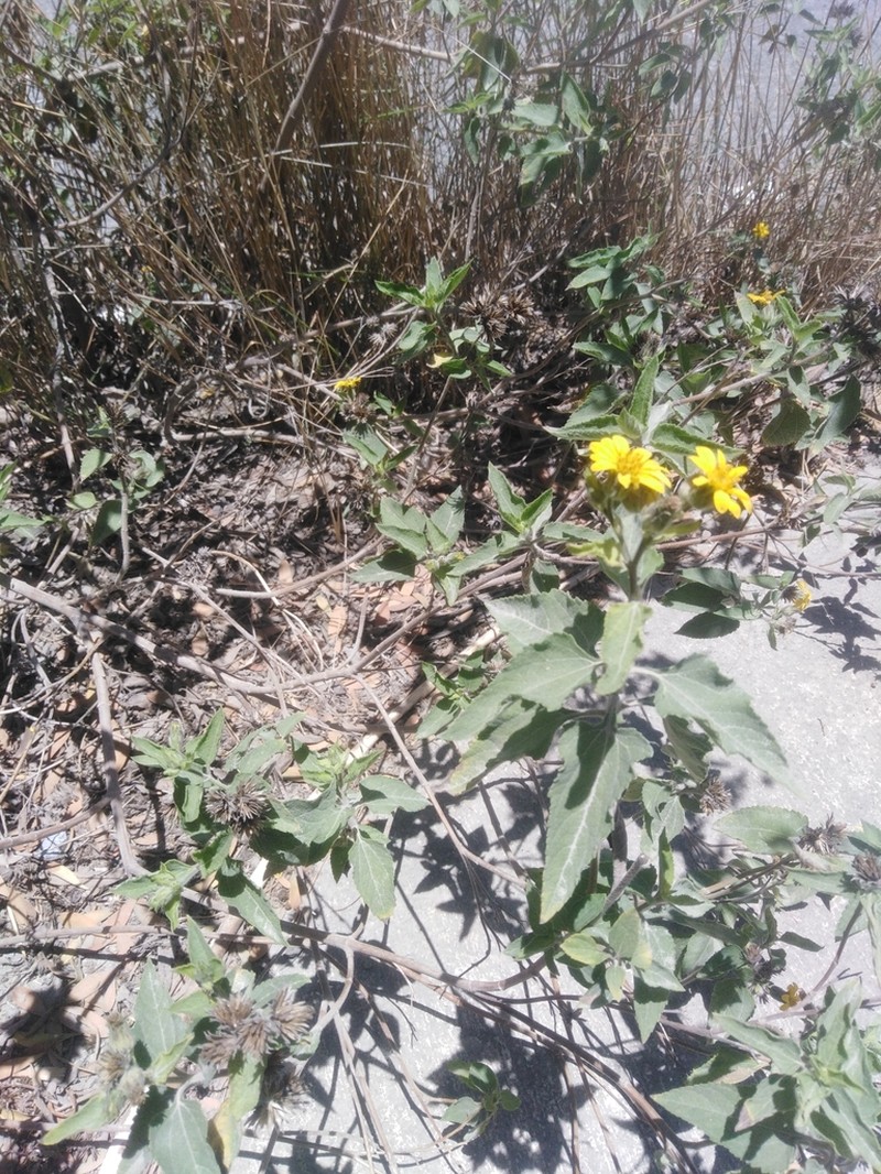 Simsia fruticulosa photo 5