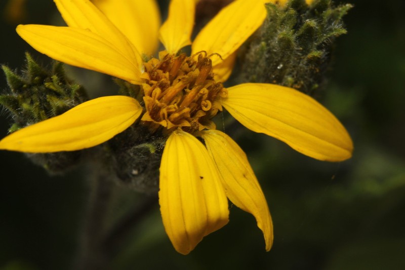 Simsia fruticulosa photo 6