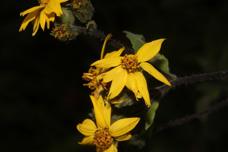 Simsia fruticulosa photo 7
