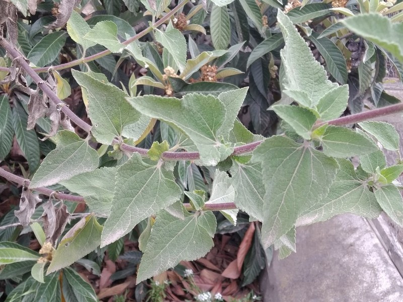 Simsia fruticulosa photo 8
