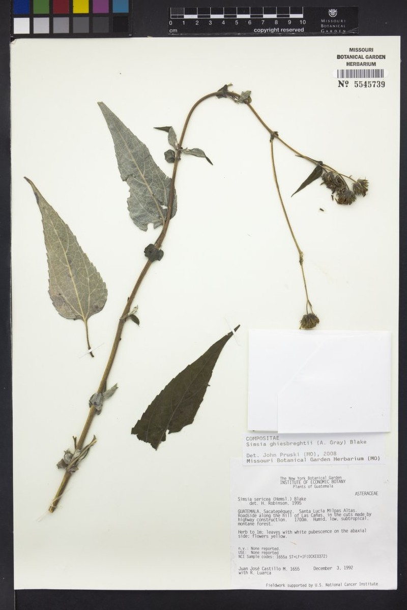 Simsia ghiesbreghtii