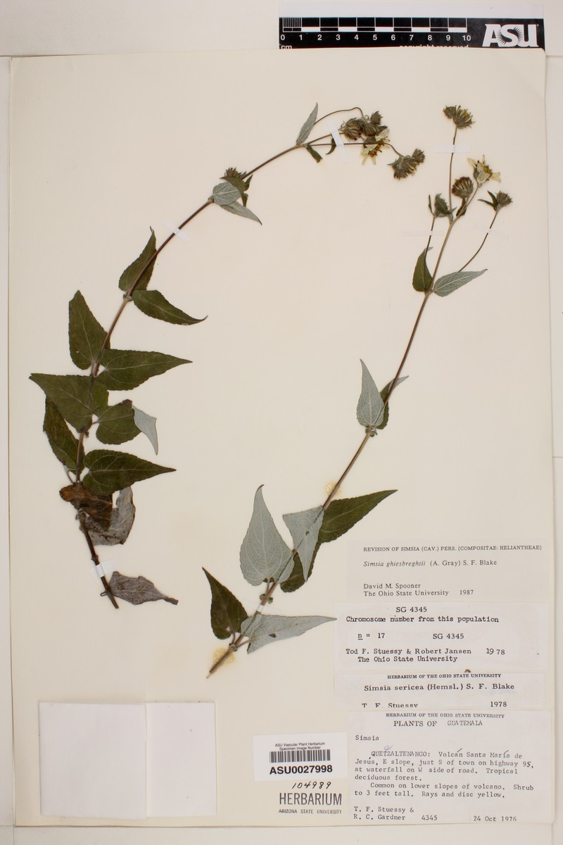 Simsia ghiesbreghtii photo 2