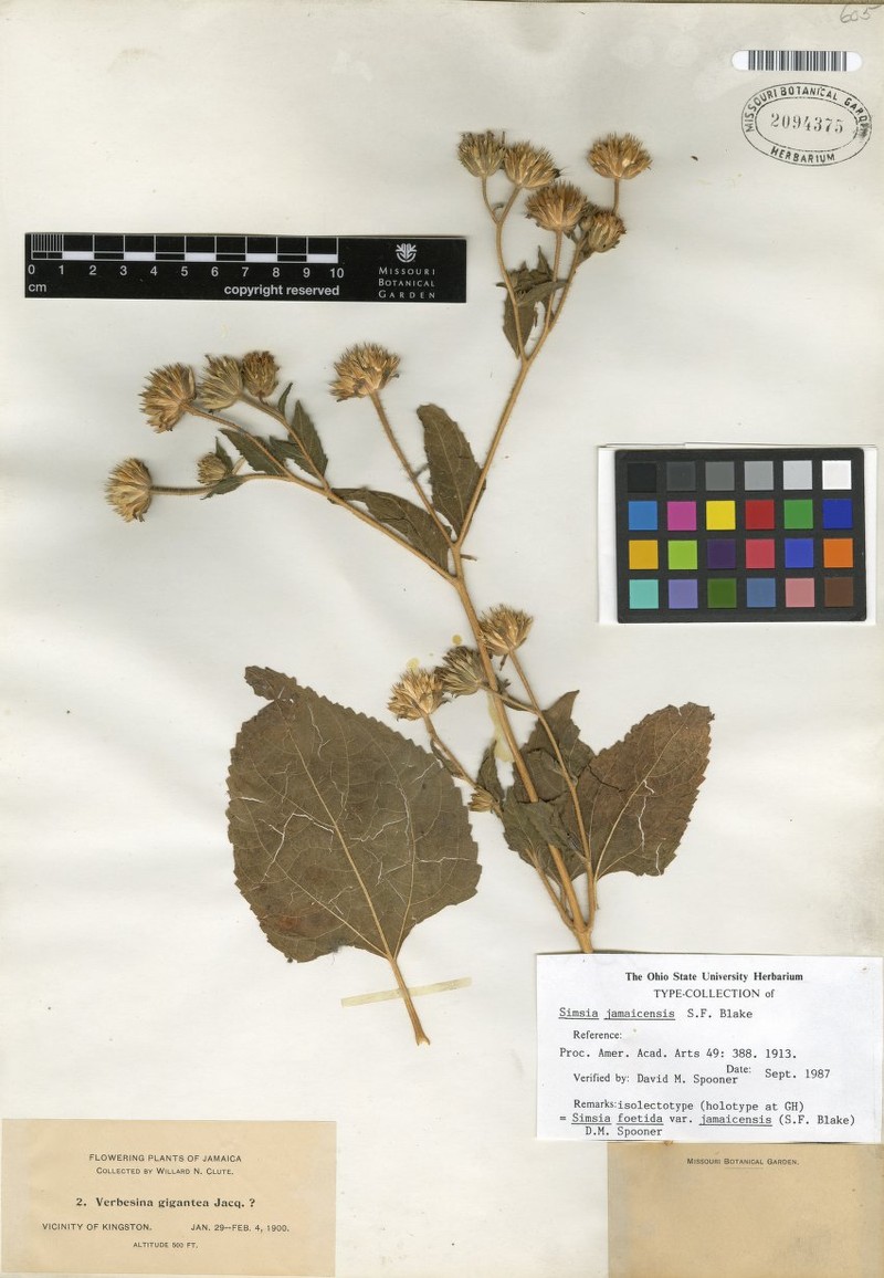 Simsia jamaicensis