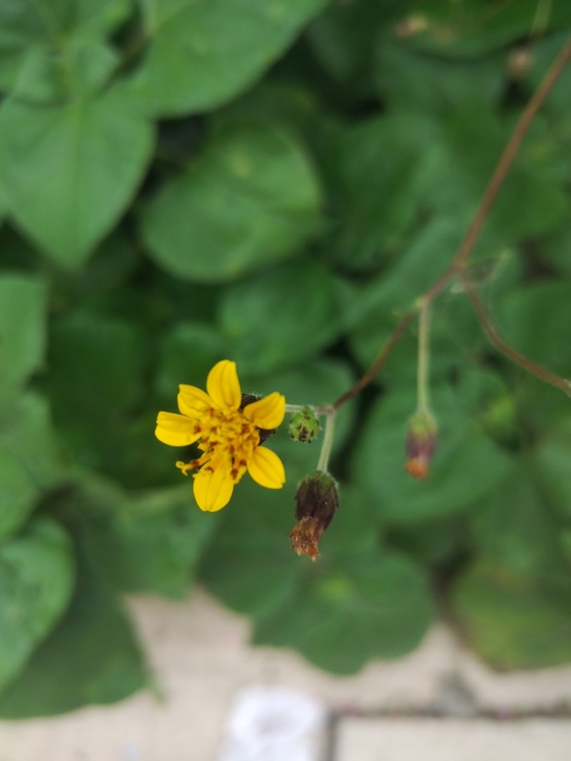 Annual Bushsunflower photo 4