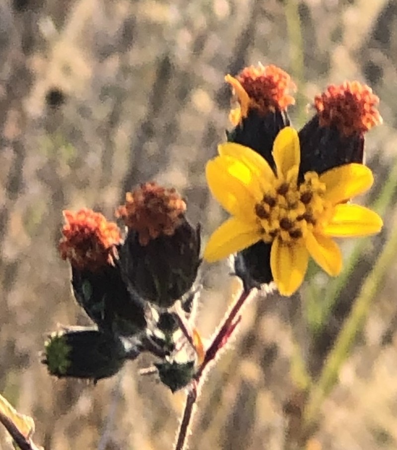 Annual Bushsunflower photo 5