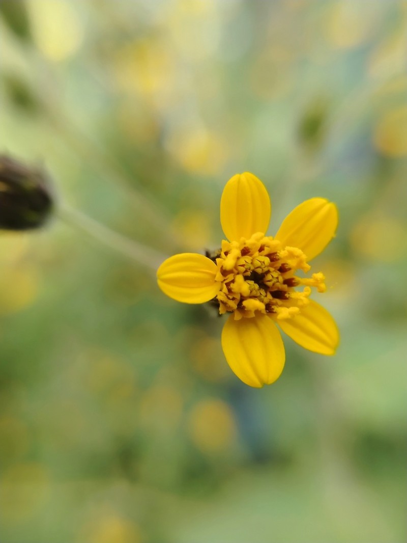 Annual Bushsunflower photo 6