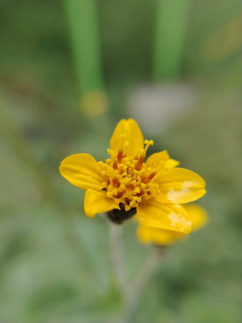 Annual Bushsunflower photo 7