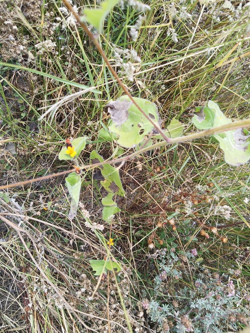 Annual Bushsunflower photo 8