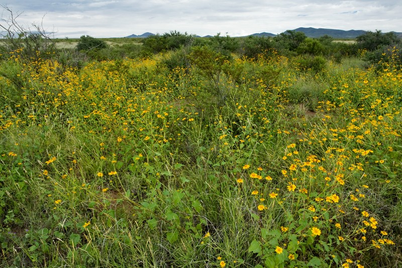 Annual Bushsunflower photo 4