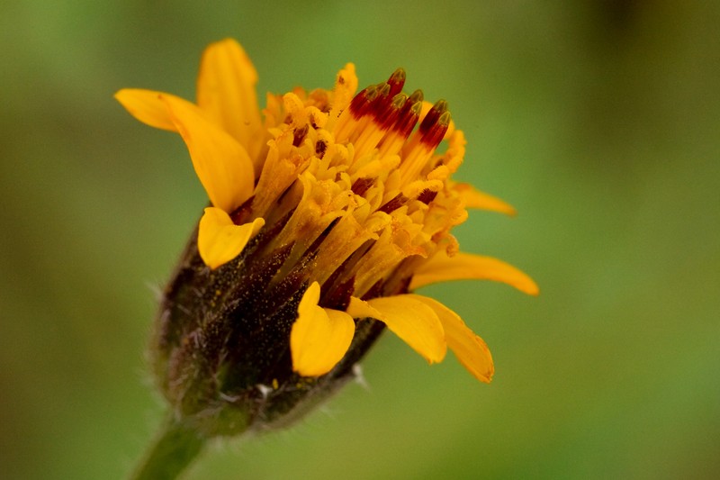 Annual Bushsunflower